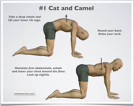 exercises.for.low.back.pain.cat.and.came