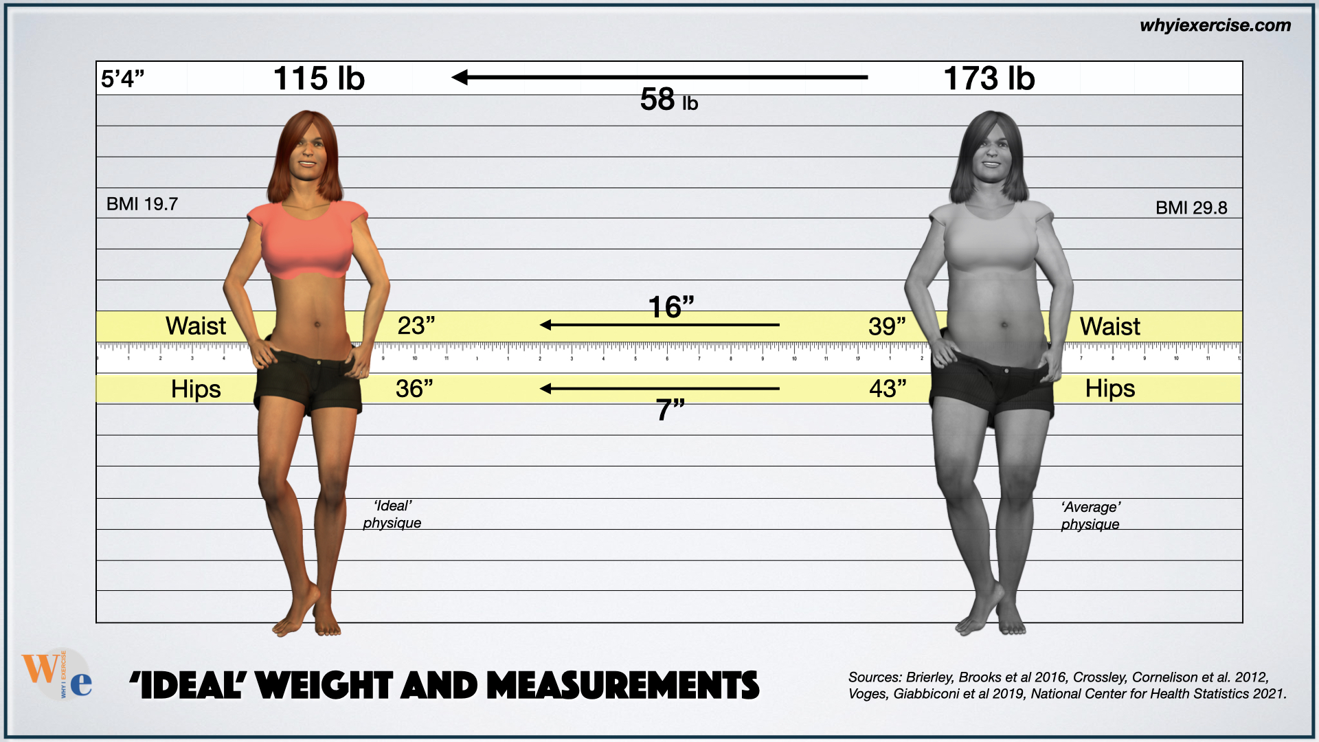 ideal weight and measurements compared to the average woman