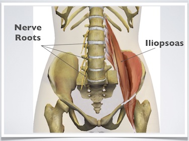 Muscles Of The Lower Back And Hip Diagram / Pin on Health and medicine