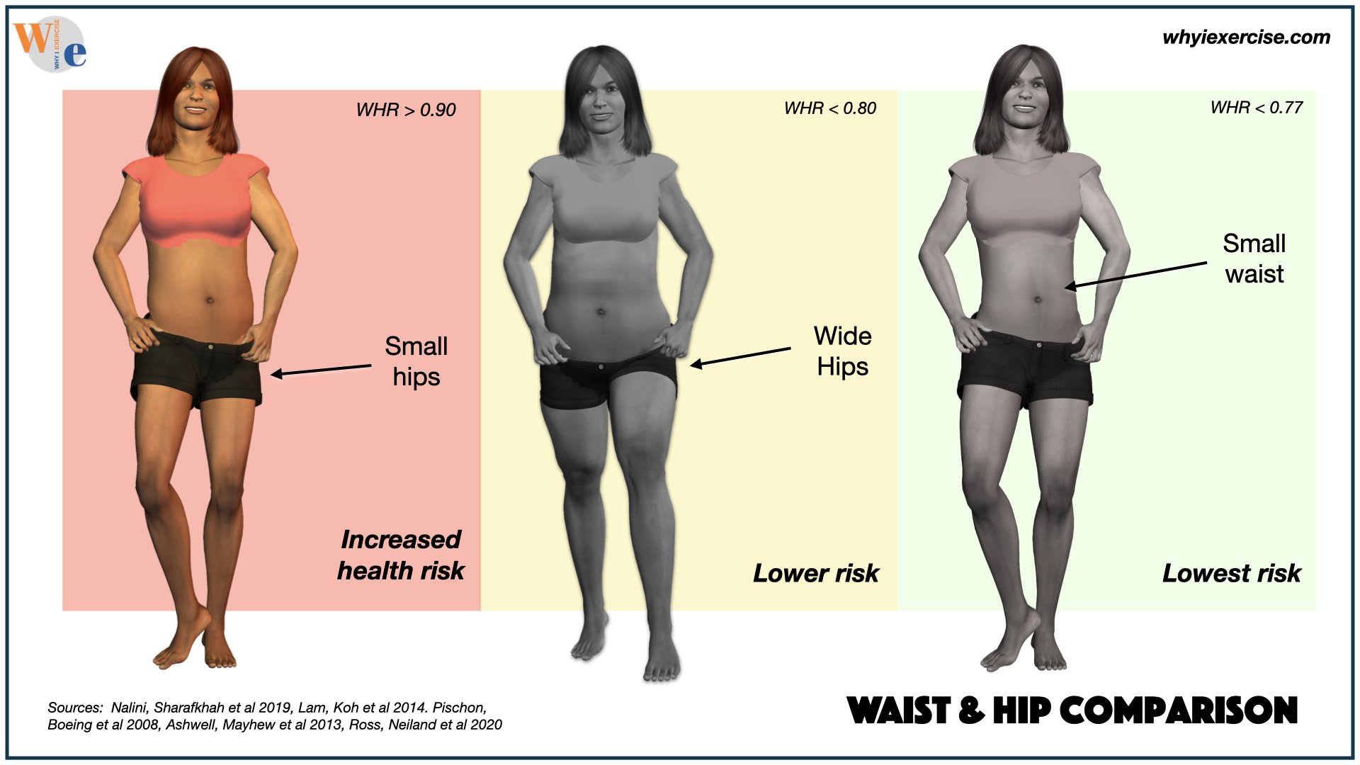 waist and hip circumference, comparing effects on health risk